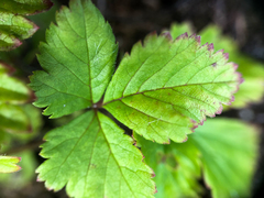 Rubus arcticus