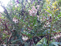 Vaccinium floribundum