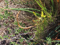 Albuca tortuosa