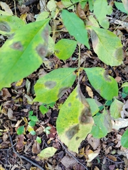 Gnomonia caryae
