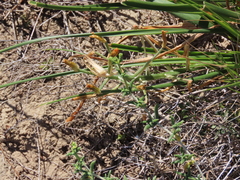 Albuca tortuosa