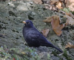 Turdus merula