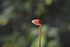 Auriscalpium vulgare