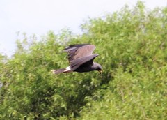 Rostrhamus sociabilis plumbeus