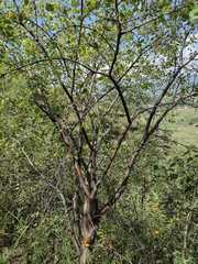 Pseudosmodingium perniciosum