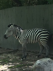 Equus zebra