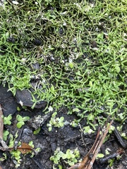Riccia fluitans