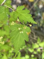 Neillia incisa