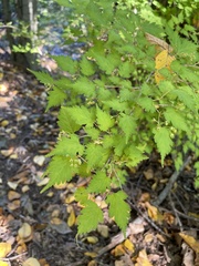 Neillia incisa