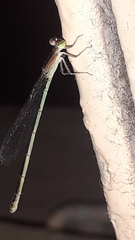 Agriocnemis pygmaea