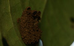 Paraleptomenes miniatus