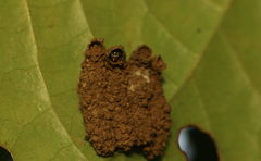 Paraleptomenes miniatus