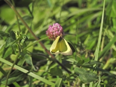 Colias philodice