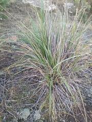 Ampelodesmos mauritanicus