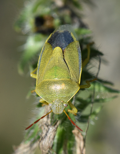 Gorse Shield Bug