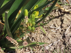 Albuca tortuosa