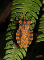 Spartocera pantomima
