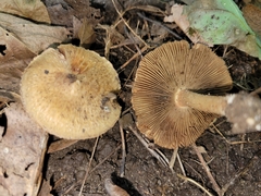 Inocybe dulciolens
