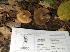 Inocybe dulciolens
