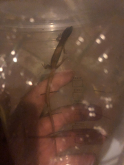 Elgaria multicarinata