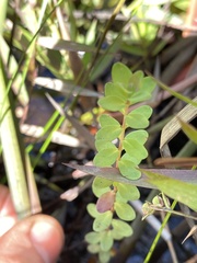 Hypericum myrtifolium