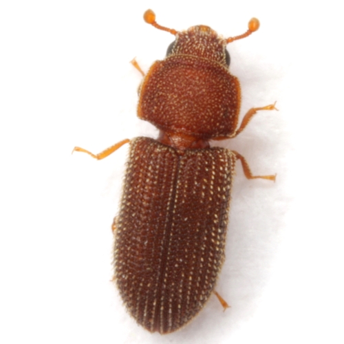 Synchita fuliginosa Melsheimer, 1844