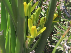Albuca tortuosa