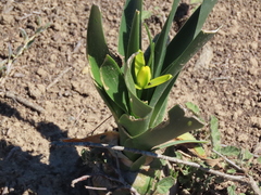Albuca tortuosa