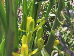 Albuca tortuosa