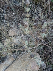 Lavandula stoechas