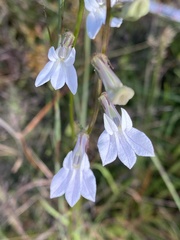 Lobelia paludosa