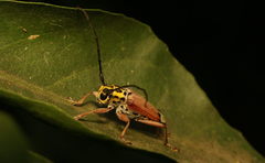 Glenea spilota
