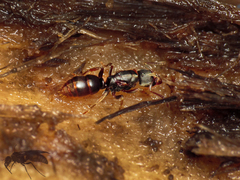 Pseudoponera stigma