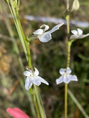 Lobelia paludosa