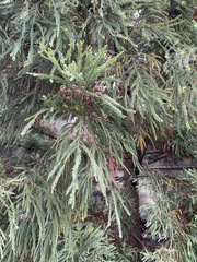 Cryptomeria japonica