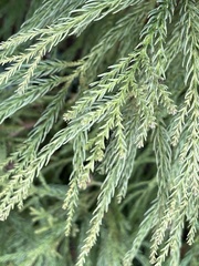 Cryptomeria japonica