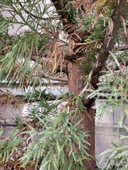 Cryptomeria japonica