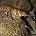 Shasta Crayfish - Photo (c) Pacific Southwest Region U.S. Fish and Wildlife Service, some rights reserved (CC BY)