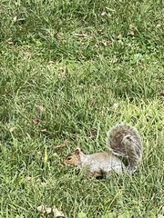 Sciurus carolinensis