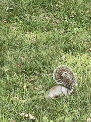 Sciurus carolinensis