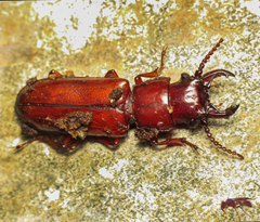 Birandra punctata