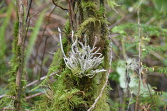 Exobasidium parvifolii