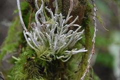 Exobasidium parvifolii