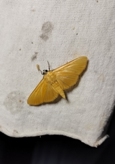 Phostria citrinalis