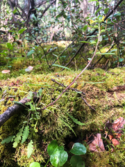 Pedicularis labradorica