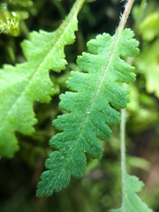 Pedicularis labradorica