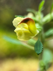 Pedicularis labradorica