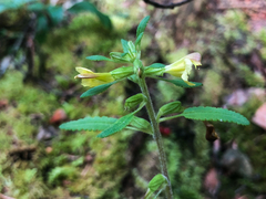 Pedicularis labradorica