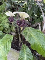 Tacca integrifolia