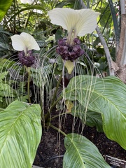 Tacca integrifolia